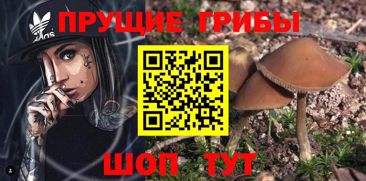 Алушта  Галлюциногенные грибы MAGIC MUSHROOMS  Вход с VPN  Псилоцибиновые грибы GOLDEN TEACHER 